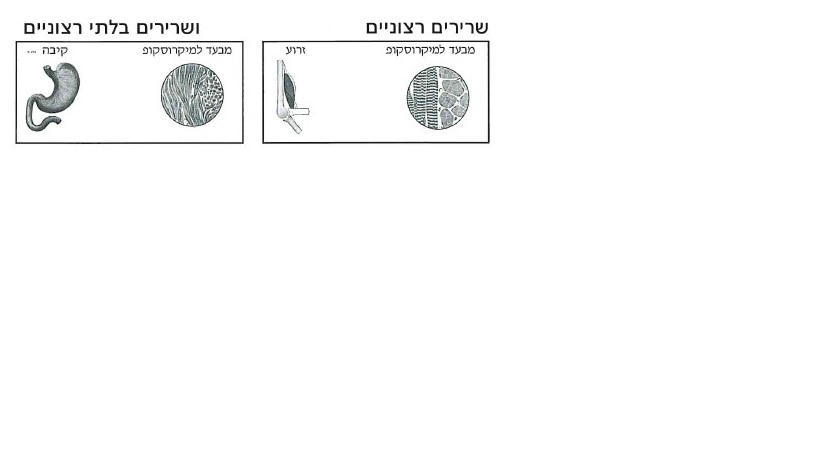 שרירים רצוניים ושרירים לא רצוניים